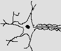 A Brain cell