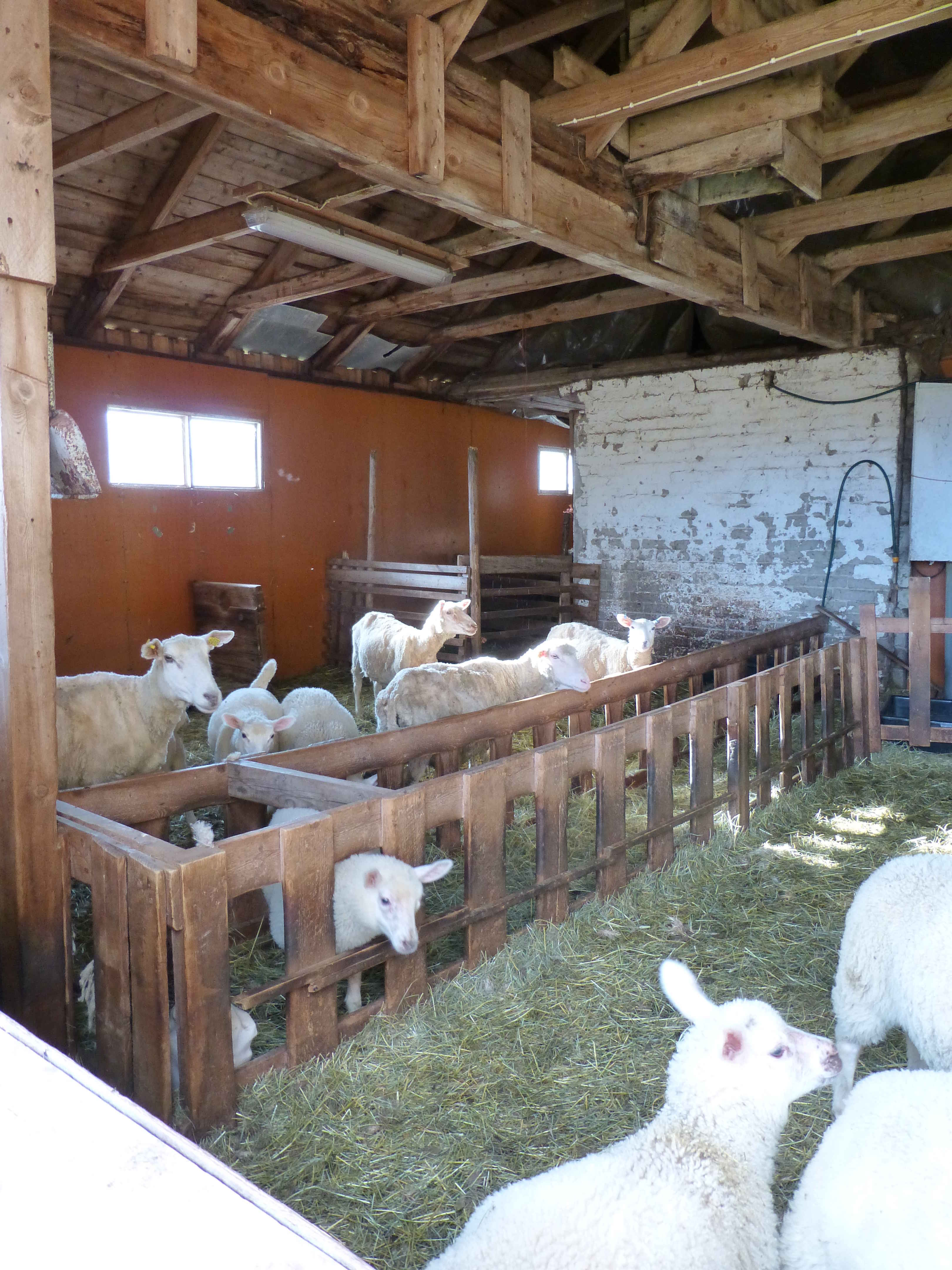 The locals - very interested in what was happening outside